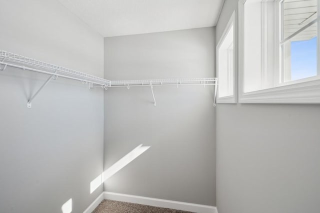 spacious closet featuring carpet