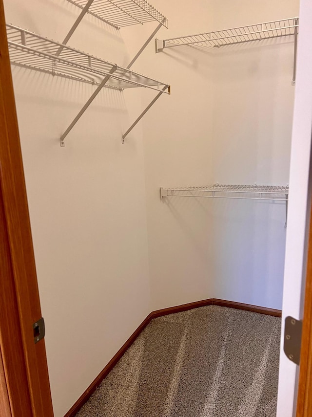 walk in closet featuring carpet flooring