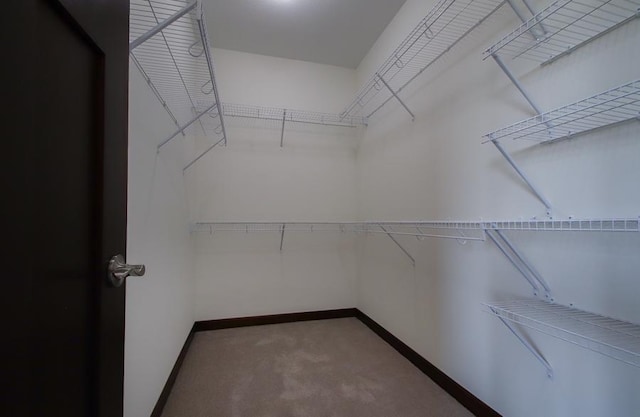 spacious closet featuring carpet floors