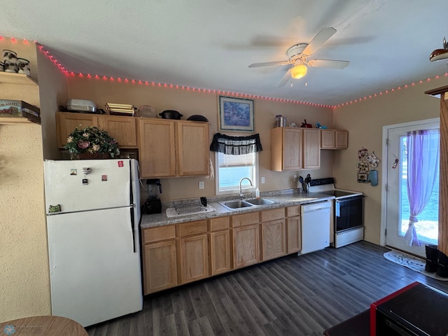 kitchen with dark hardwood / wood-style floors, ceiling fan, sink, and white appliances