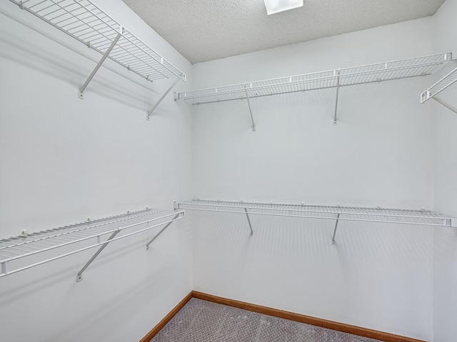 walk in closet featuring carpet flooring