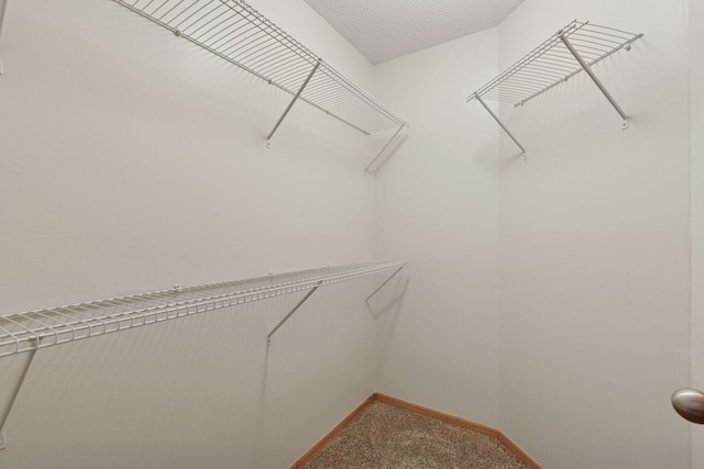 spacious closet featuring carpet