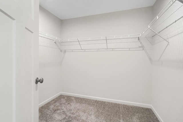 walk in closet featuring carpet flooring