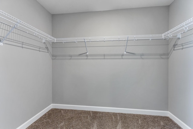 walk in closet with carpet floors