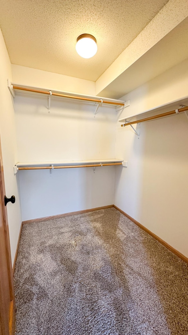 walk in closet with carpet flooring