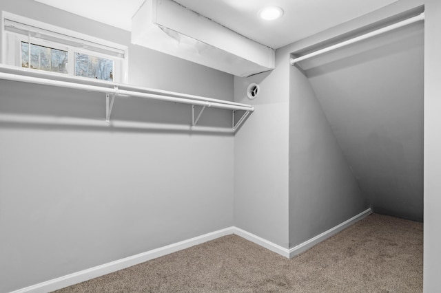 walk in closet with carpet flooring