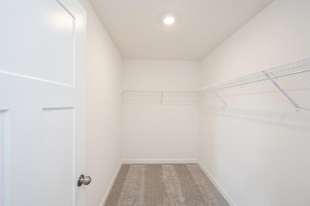 spacious closet featuring carpet