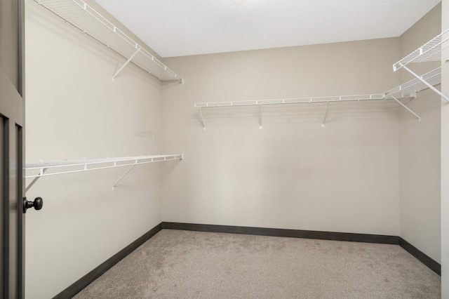 walk in closet featuring carpet flooring