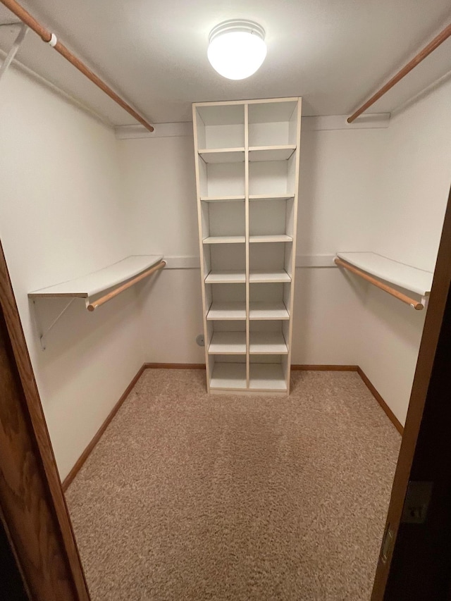 walk in closet with carpet floors