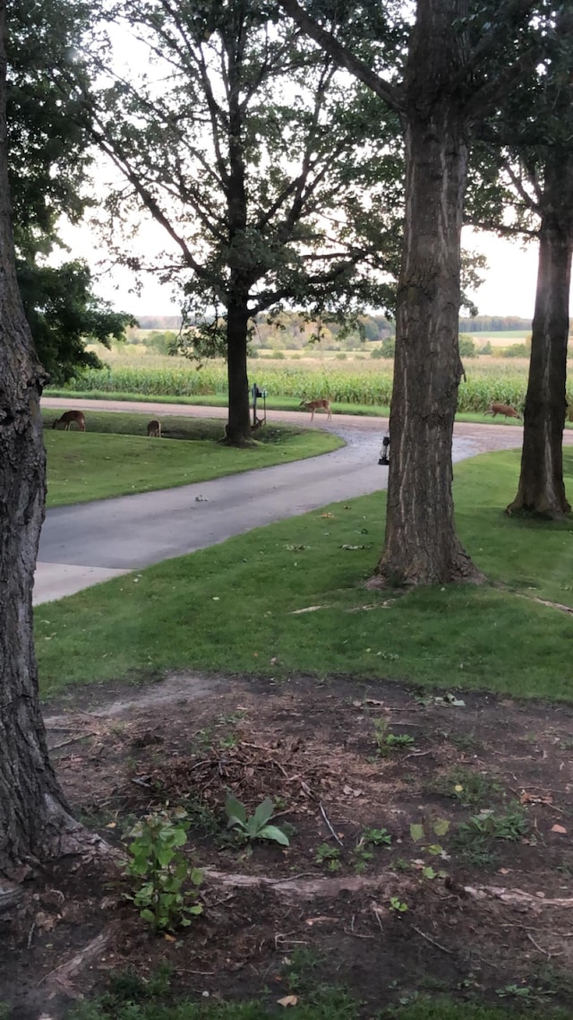 19241 Ebony Rd, Osakis, MN 56360 - view of grassy yard