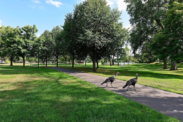 view of home's community with a yard