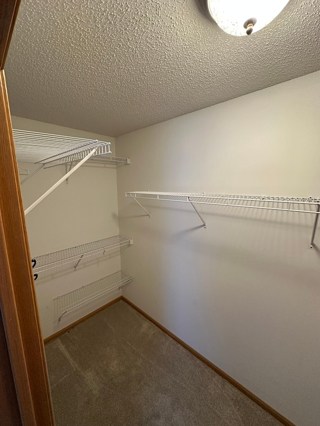 walk in closet with carpet flooring