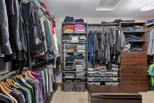 spacious closet featuring carpet