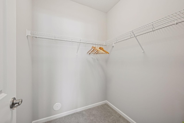 walk in closet featuring carpet floors