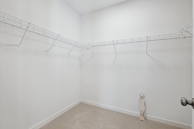 spacious closet featuring carpet flooring