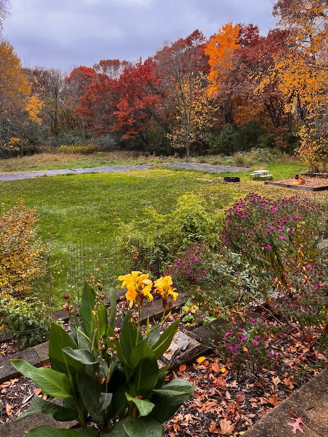 view of grassy yard featuring a view of trees
