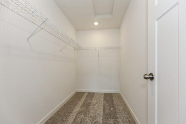 spacious closet featuring carpet