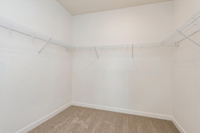 spacious closet featuring carpet floors