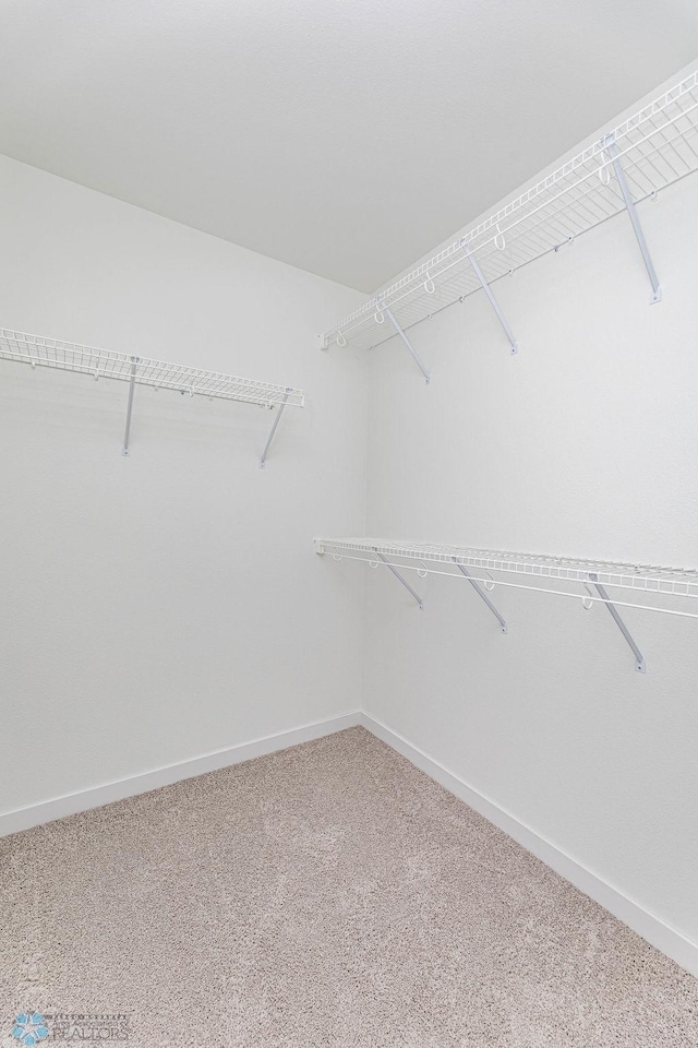 walk in closet featuring carpet floors
