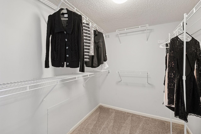 spacious closet featuring carpet flooring