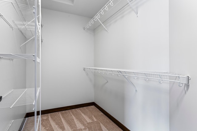 spacious closet featuring carpet floors