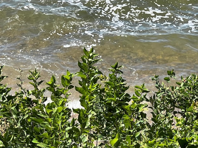 TBD Wavefront Dr, Battle Lake, MN 56515