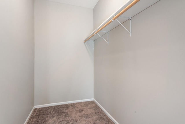 walk in closet with carpet floors