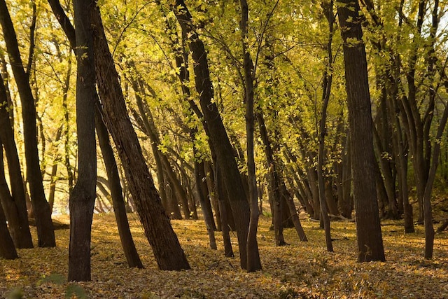 view of local wilderness featuring a forest view