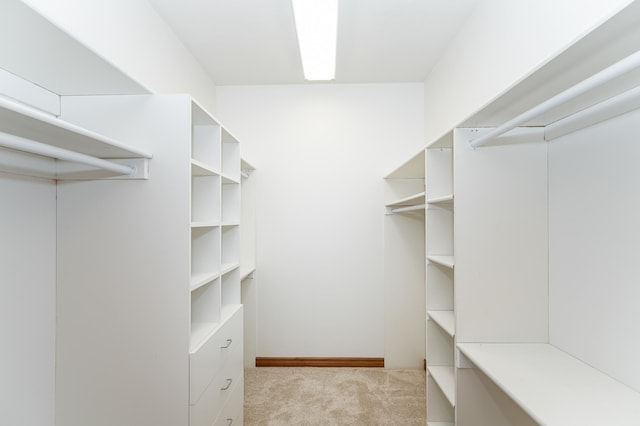 spacious closet featuring carpet flooring