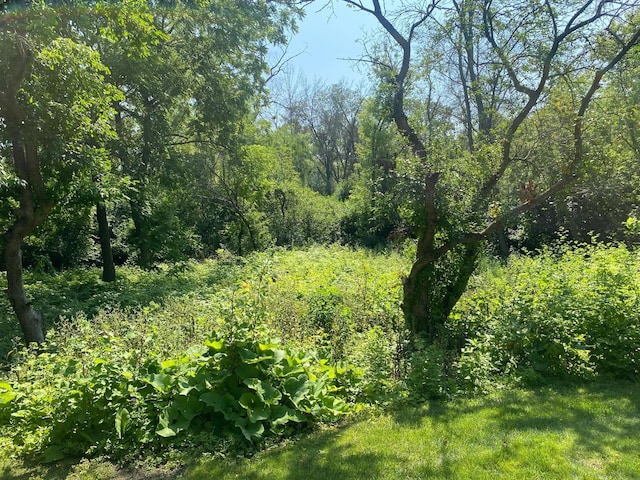 view of local wilderness with a forest view