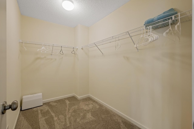 spacious closet featuring carpet flooring