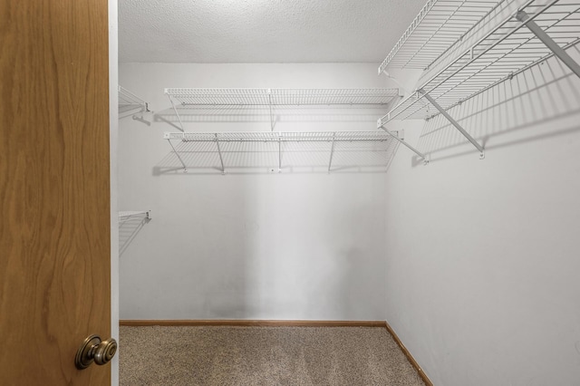 spacious closet featuring carpet flooring