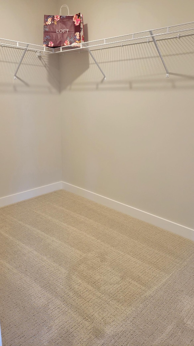 spacious closet featuring carpet