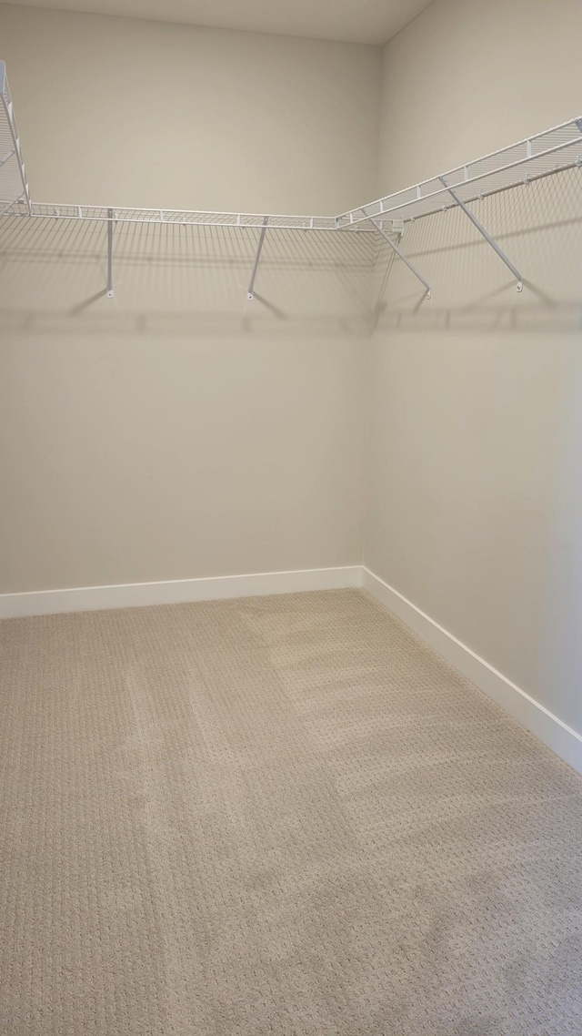 walk in closet with carpet flooring