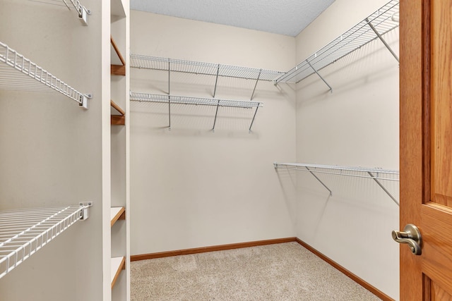 spacious closet featuring carpet