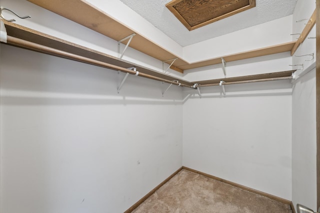 walk in closet with attic access and light colored carpet