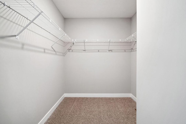 walk in closet with carpet flooring