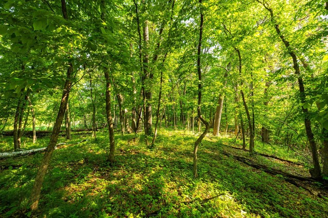 17910 27th Ave, Fair Haven Twp, MN 55320 - view of woods