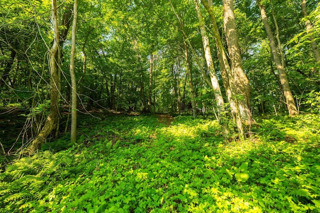 17910 27th Ave, Fair Haven Twp, MN 55320 - view of woods