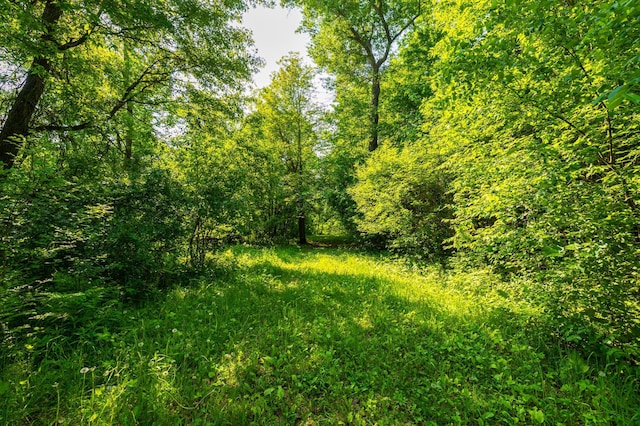 17910 27th Ave, Fair Haven Twp, MN 55320 - view of woods