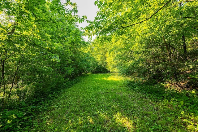 17910 27th Ave, Fair Haven Twp, MN 55320 - view of wooded area