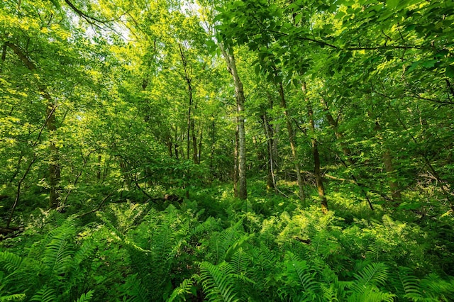 17910 27th Ave, Fair Haven Twp, MN 55320 - view of wooded area