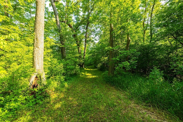 17910 27th Ave, Fair Haven Twp, MN 55320 - view of tree filled area