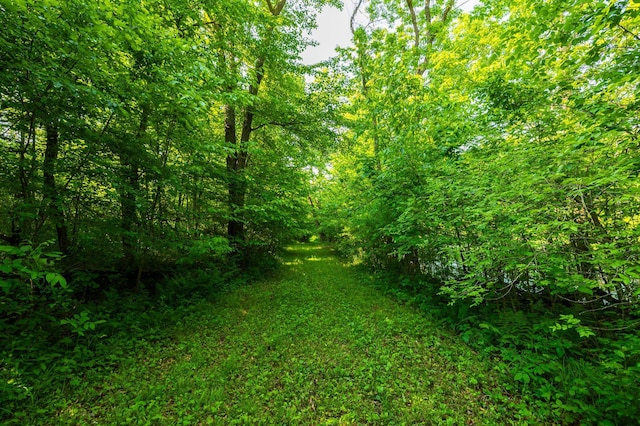 17910 27th Ave, Fair Haven Twp, MN 55320 - view of wooded area