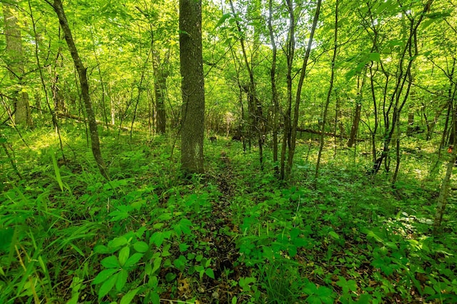 17910 27th Ave, Fair Haven Twp, MN 55320 - view of wooded area