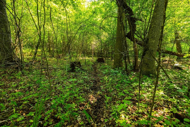 17910 27th Ave, Fair Haven Twp, MN 55320 - view of wooded area