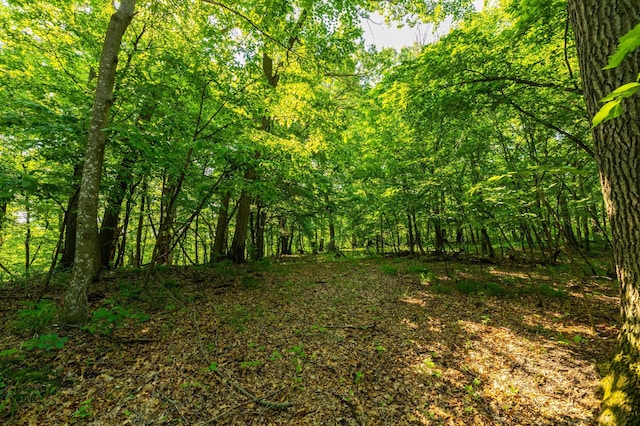 17910 27th Ave, Fair Haven Twp, MN 55320 - view of wooded area