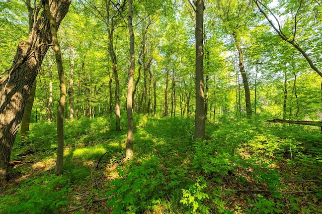 17910 27th Ave, Fair Haven Twp, MN 55320 - view of woods