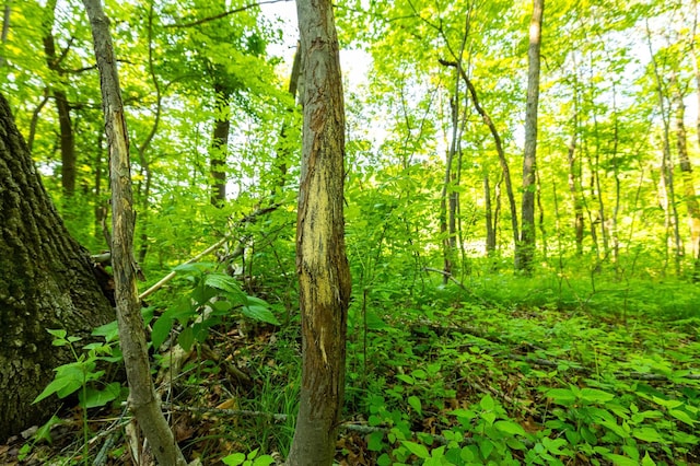 17910 27th Ave, Fair Haven Twp, MN 55320 - view of nature
