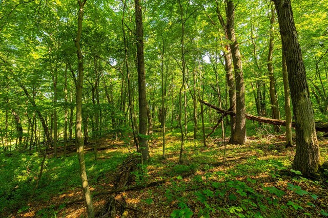 17910 27th Ave, Fair Haven Twp, MN 55320 - view of wooded area